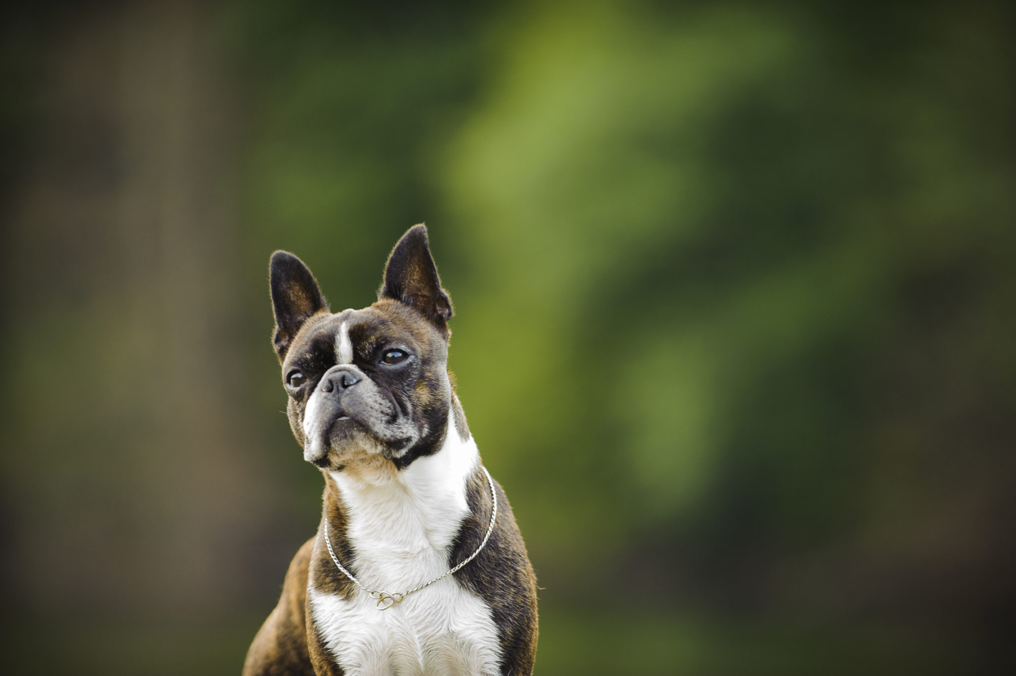 bosten terrier porträtfoto