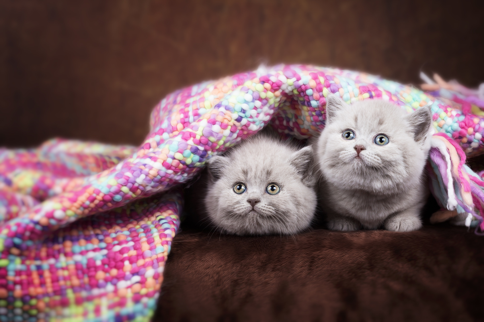 Kitten im Korb mit Decke