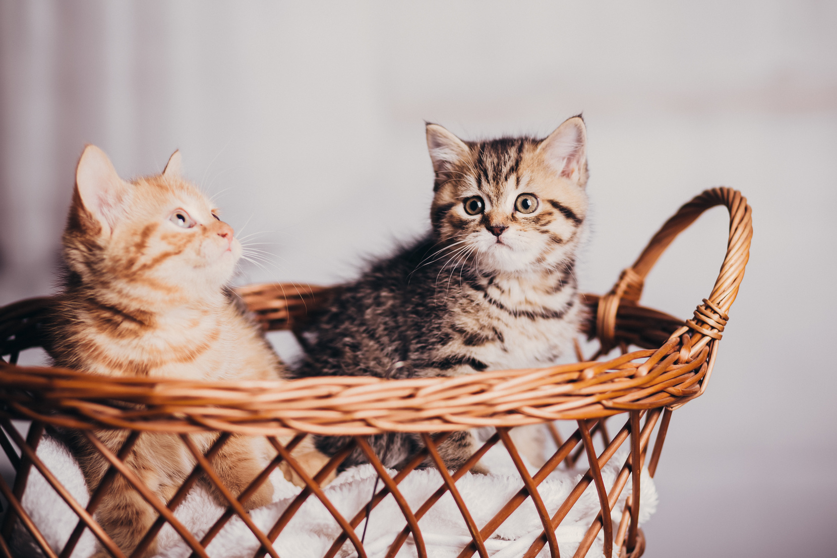 Zwei Kitten im Korb