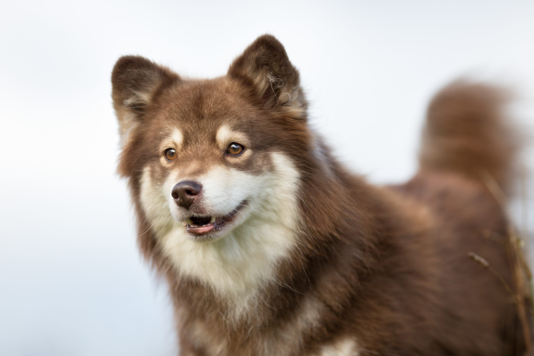 zweifarbig finnischer lapphund