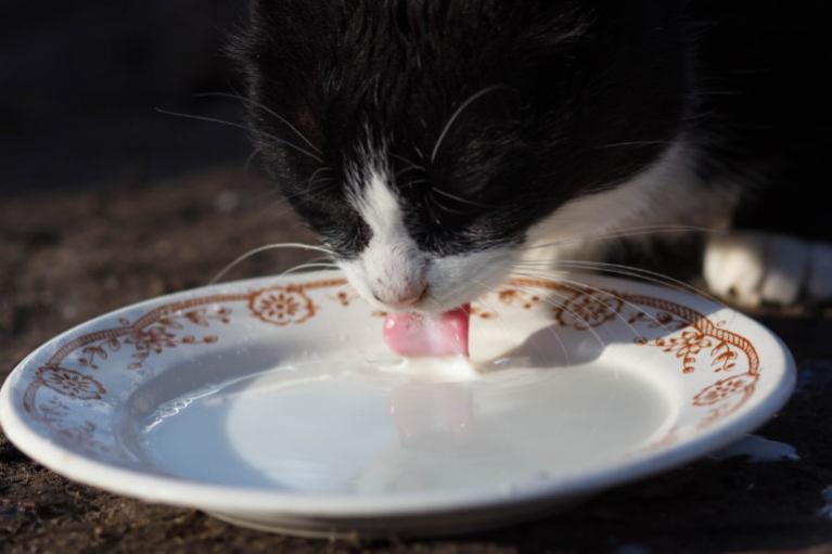 Saavatko kissat juoda maitoa? | zooplus Tietonurkka