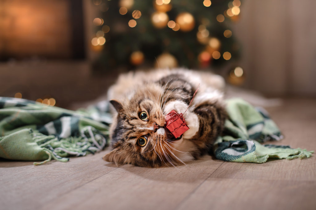 kissa leikkii joulukoristeella
