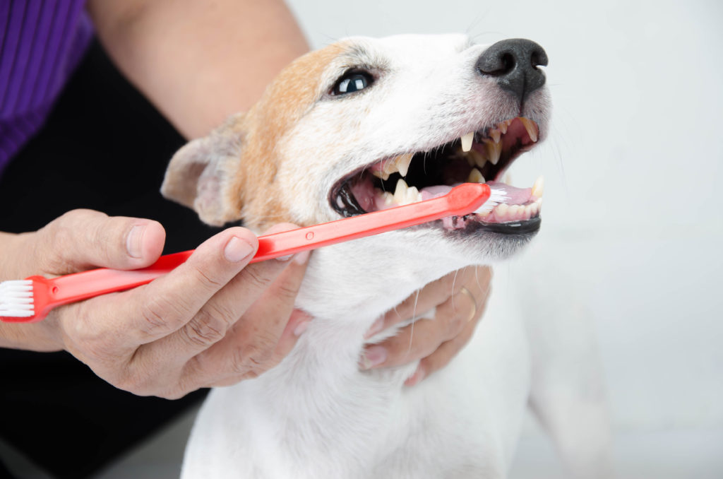 Koiran hammaskiven ehkäisy hammasharjalla