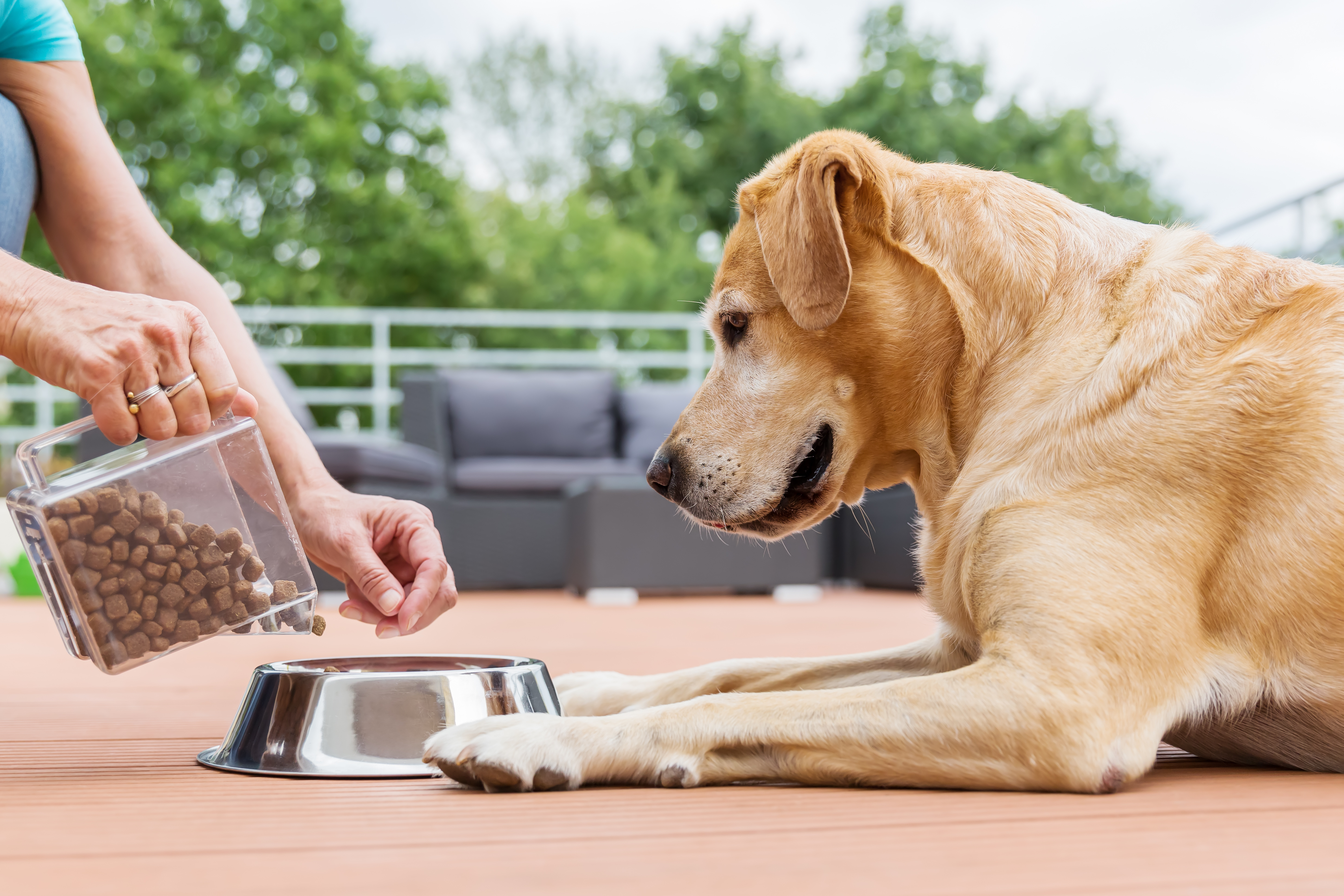 labradorinnoutaja odottaa ruokakupin täyttämistä