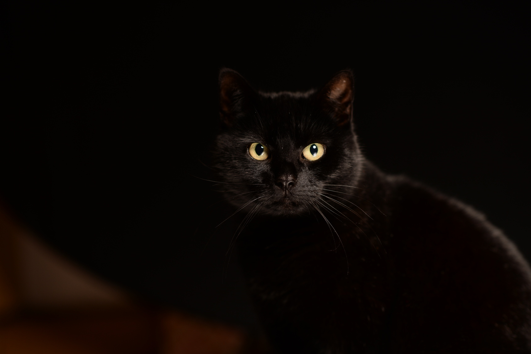 Musta kissa mustalla taustalla