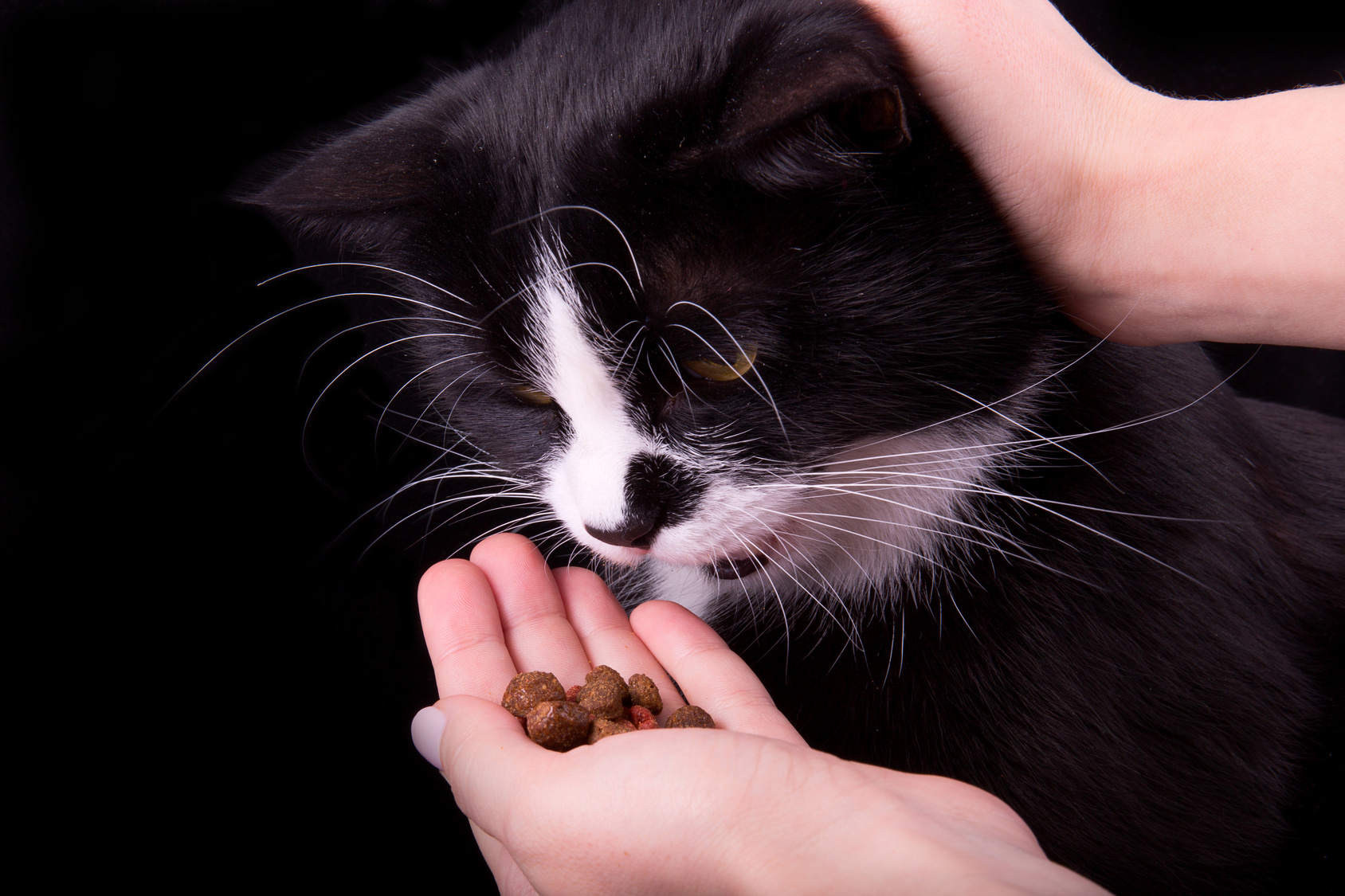 Mustalle kissalle syötetään kädestä steriloidun kissan ruokaa