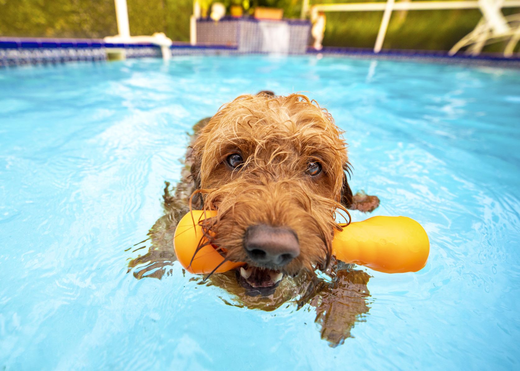 Koiran viilennys uimalla