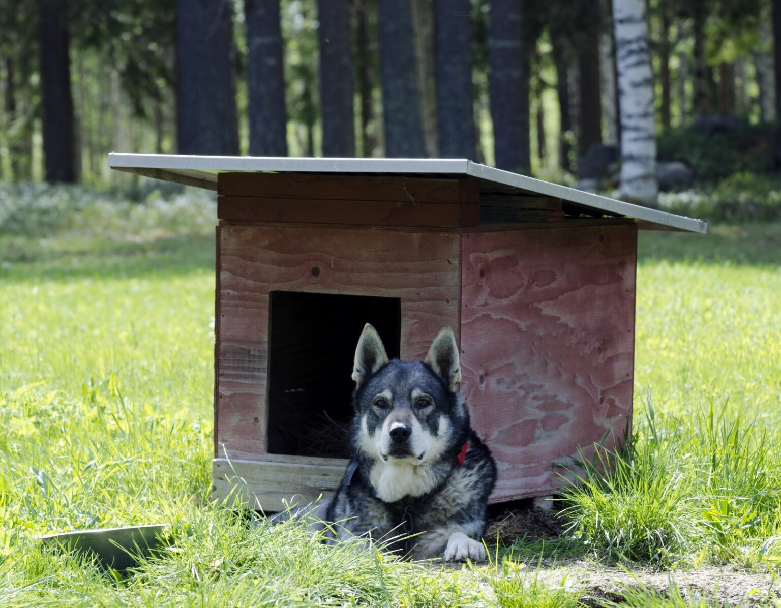 Jämtlanninpystykorva | Koirarotuja Zooplus Tietonurkka