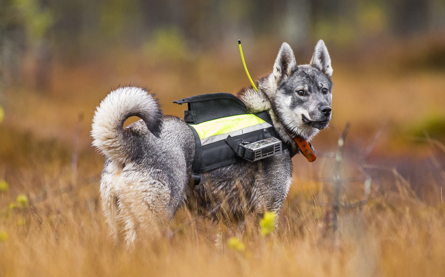 Jämtlanninpystykorva | Koirarotuja Zooplus Tietonurkka